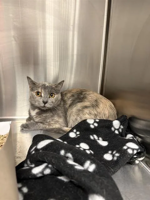 A young small-sized female Domestic Short Hair cat named Sky for adoption in Indianapolis, IN