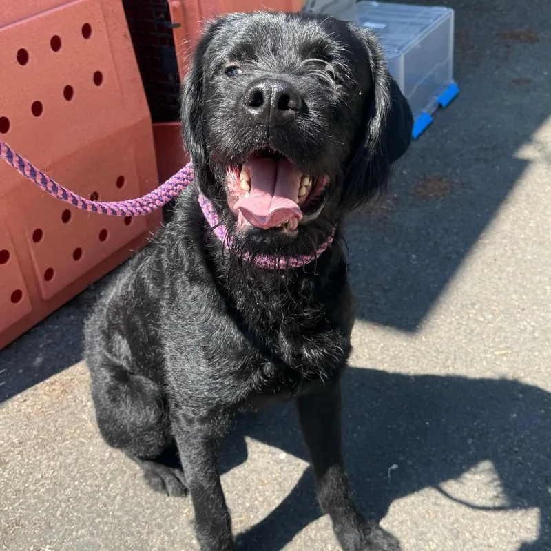 An adult large-sized male Black Rottweiler dog named Red for adoption in Tacoma, WA