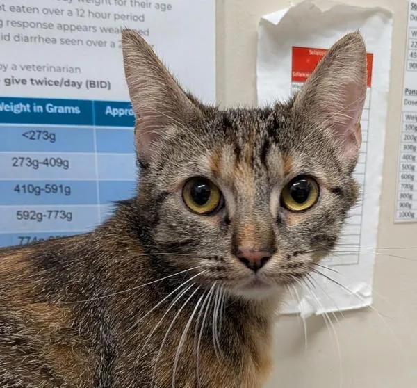A young small-sized female Domestic Short Hair cat named Monkey for adoption in El Cajon, CA