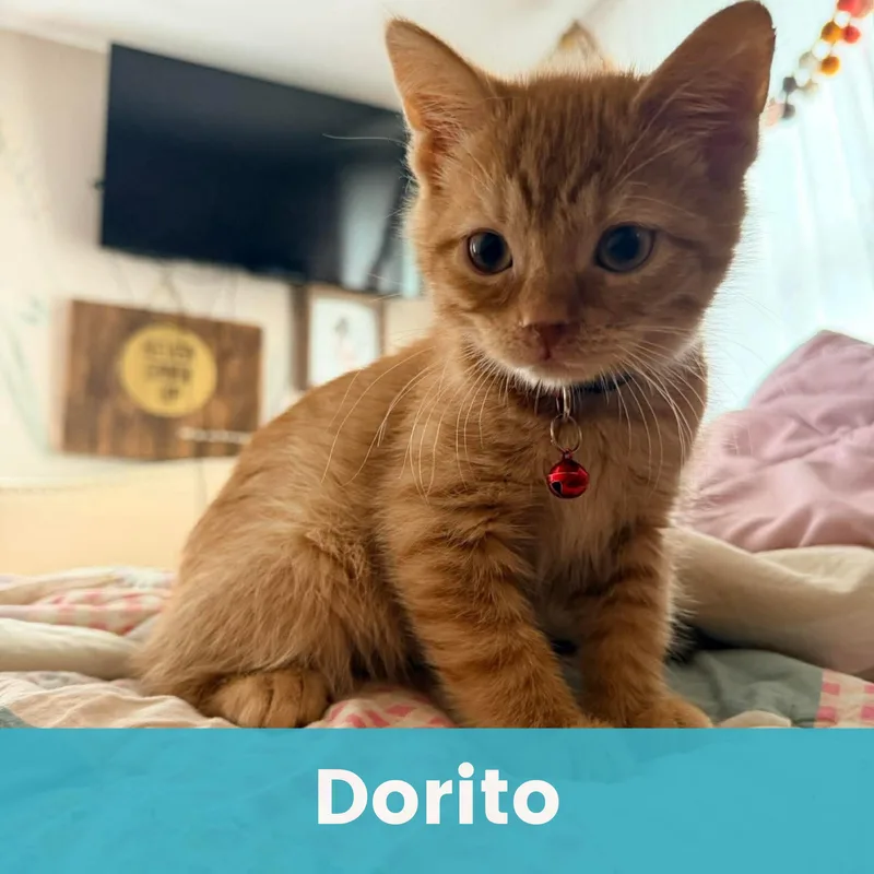 Dorito thumbnail 4