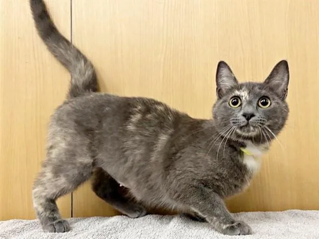 A young medium-sized female Domestic Medium Hair cat named Starla for adoption in Saint Louis, MO