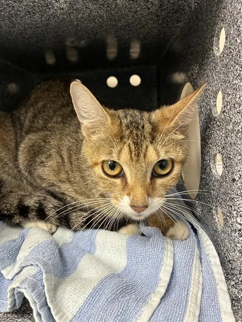 A young medium-sized female Domestic Short Hair cat named Wilma for adoption in Naples, FL