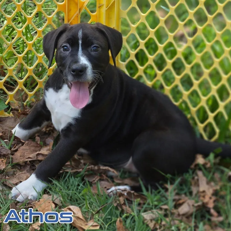 Athos