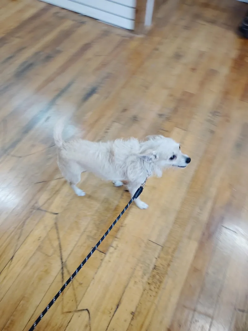 An adult small-sized male Cairn Terrier dog named Koko for adoption in Garland, TX