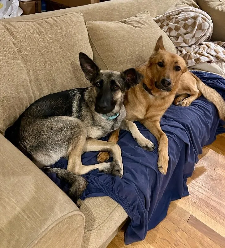 A young medium-sized female Black German Shepherd Dog dog named Anna for adoption in Van Nuys, CA