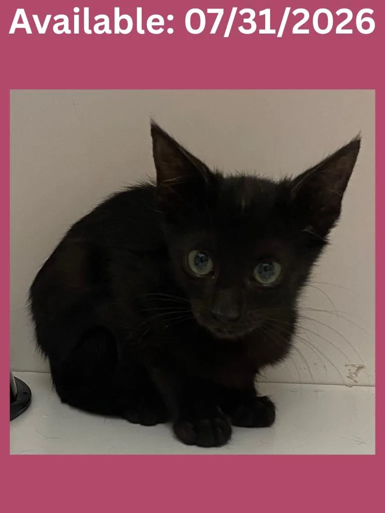 A baby medium-sized female Domestic Short Hair cat named Cat Condo for adoption in Greenville, TX