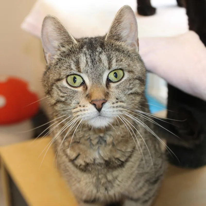 A young small-sized female Domestic Short Hair cat named Elizabeth for adoption in Port Washington, NY