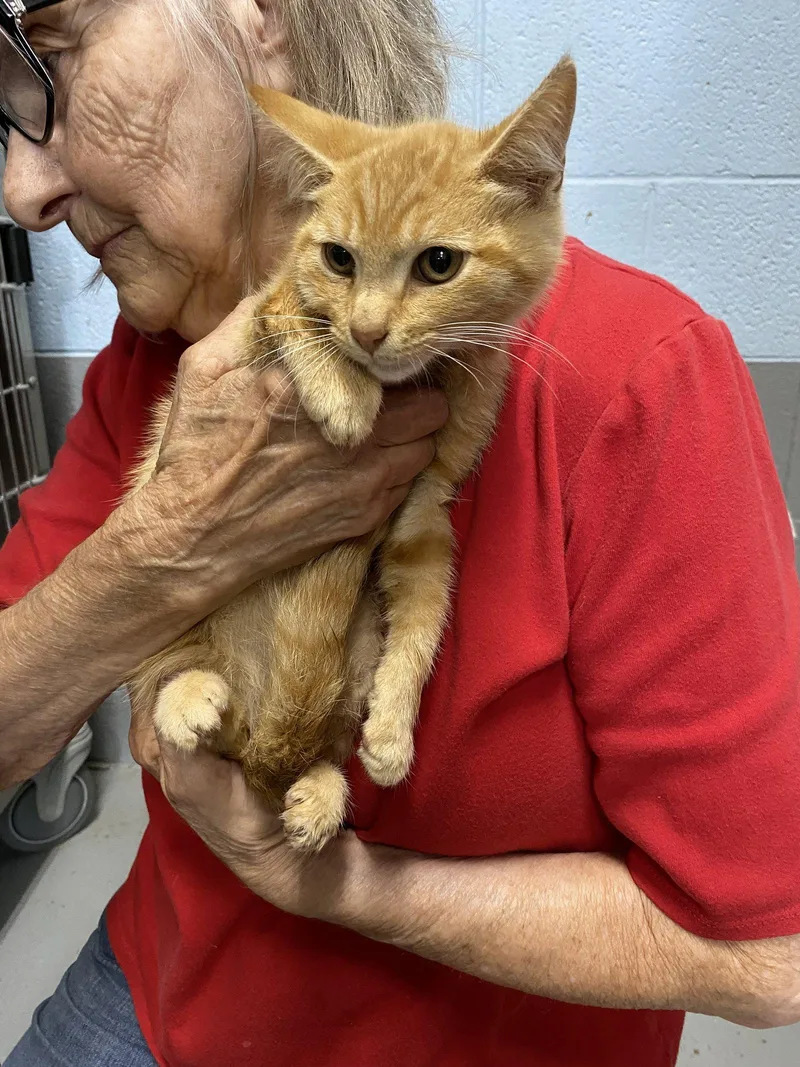 A baby medium-sized male Orange / Red Domestic Short Hair cat named Cedar  Visit At for adoption in Rustburg, VA