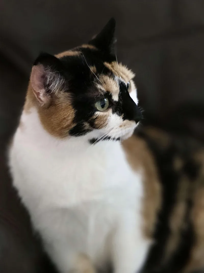 An adult medium-sized female Calico Domestic Short Hair cat named Toffee for adoption in Piscataway, NJ