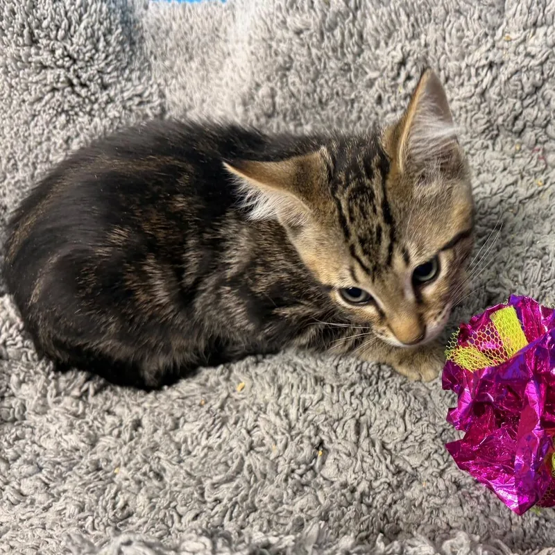 A baby small-sized male Brown / Chocolate Domestic Short Hair cat named September for adoption in Brookfield, WI