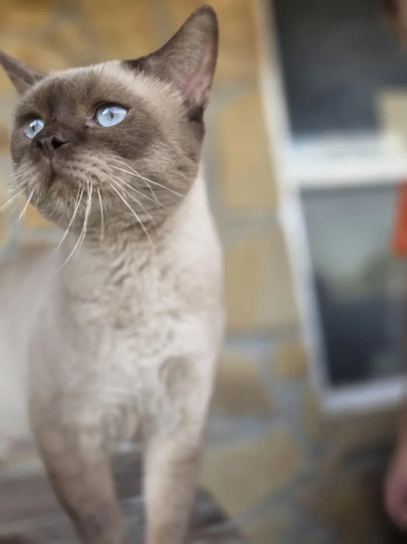 An adult large-sized male Chocolate Point Sphynx / Hairless Cat cat named Big Hunk for adoption in Fort Worth, TX