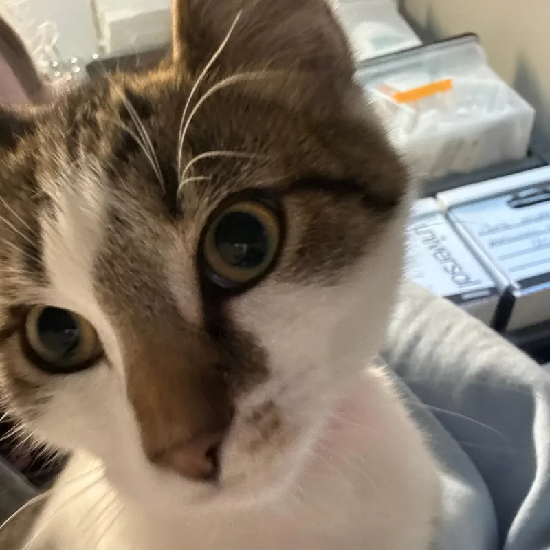 A baby medium-sized male Brown / Chocolate Domestic Short Hair cat named Stu for adoption in Columbia Station, OH