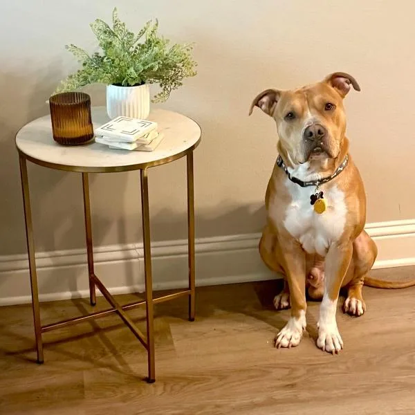 An adult large-sized male Mixed Breed dog named Bruno for adoption in Austin, TX