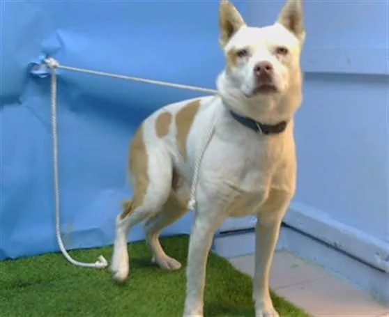 An adult large-sized male Australian Cattle Dog / Blue Heeler dog named Champ for adoption in Gardena, CA