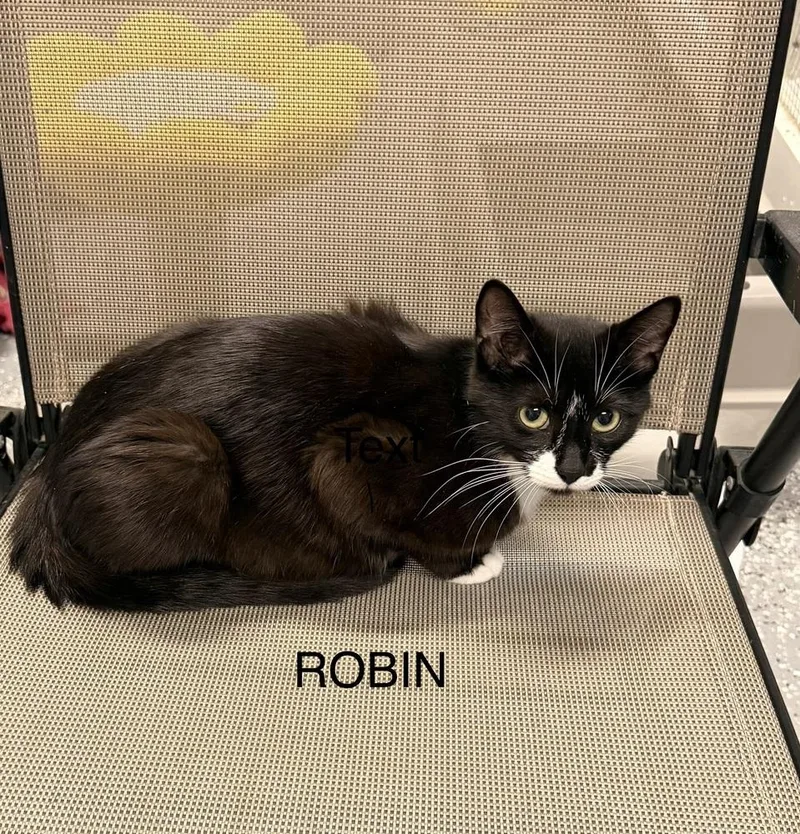 A young medium-sized female Black & White / Tuxedo Domestic Short Hair cat named Robin for adoption in Hudson, NH