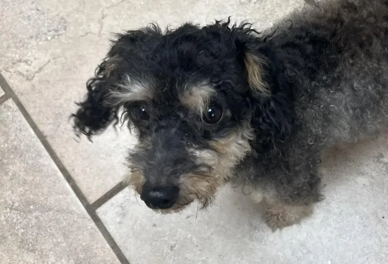 An adult small-sized male Poodle dog named Clyde for adoption in Batesville, AR