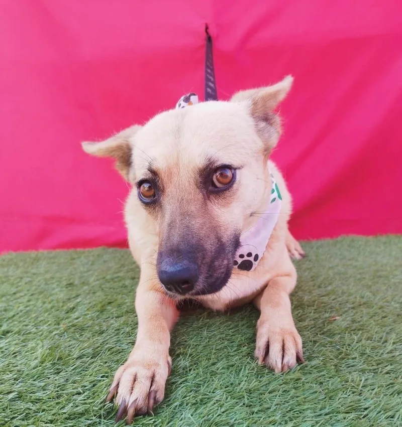 An adult medium-sized female Chihuahua dog named Chelsea for adoption in Rowland Heights, CA