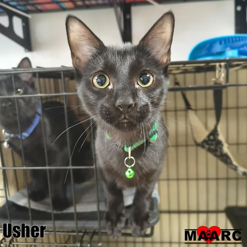 A baby medium-sized male Domestic Short Hair cat named Usher for adoption in Maryville, TN