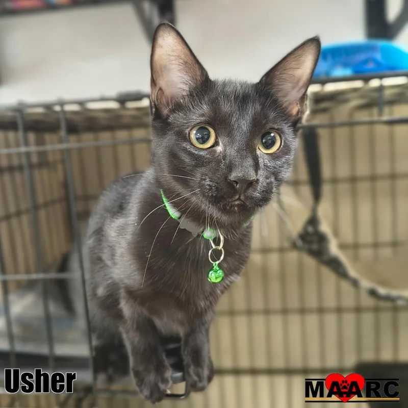 Usher thumbnail 2