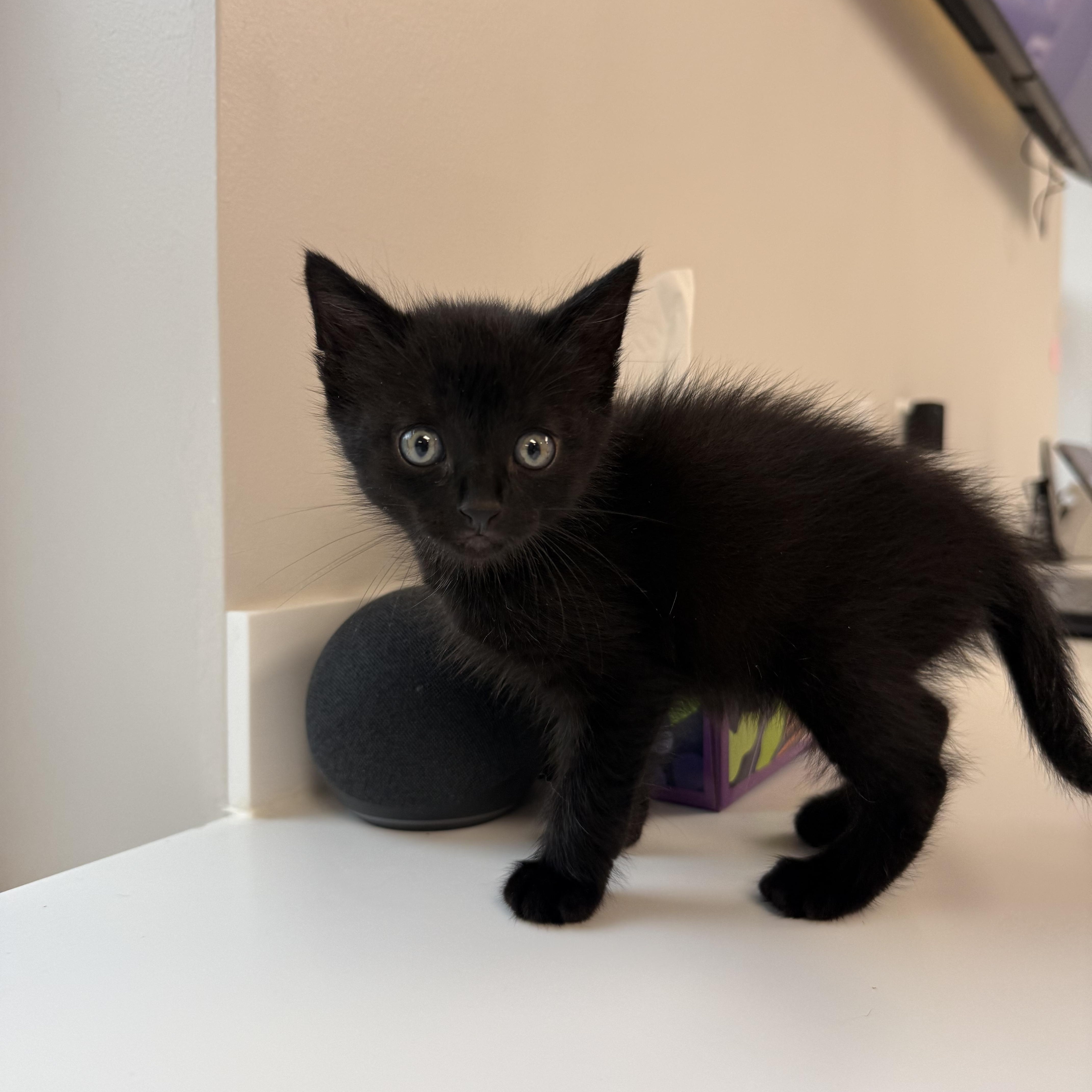 A baby medium-sized male Domestic Short Hair cat named Ratchet Strap for adoption in Ypsilanti, MI