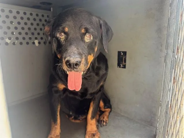 A senior medium-sized female Rottweiler dog named Berlin for adoption in Downey, CA