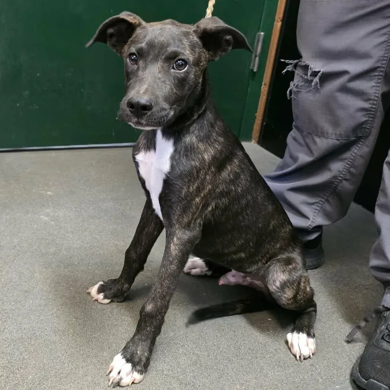 A baby small-sized male Mixed Breed dog named Waffle for adoption in Hamilton, GA