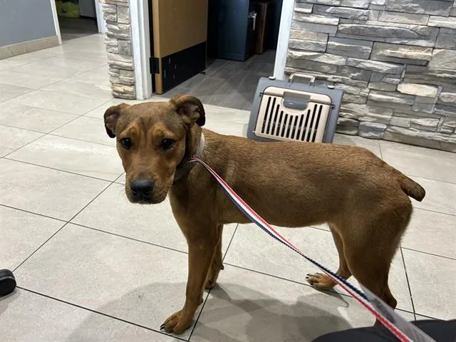 A young large-sized female Boxer dog named Birdy for adoption in Garland, TX