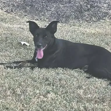 Radar Jj thumbnail 5