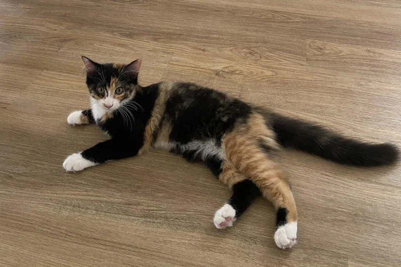 A young small-sized female Calico cat named C Litter Charlotte for adoption in Livonia, MI