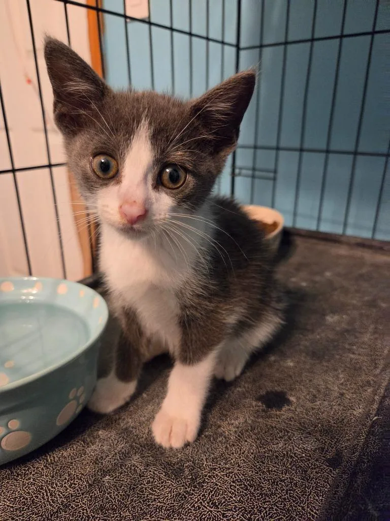 A baby medium-sized male Domestic Short Hair cat named Poe for adoption in Brainardsville, NY