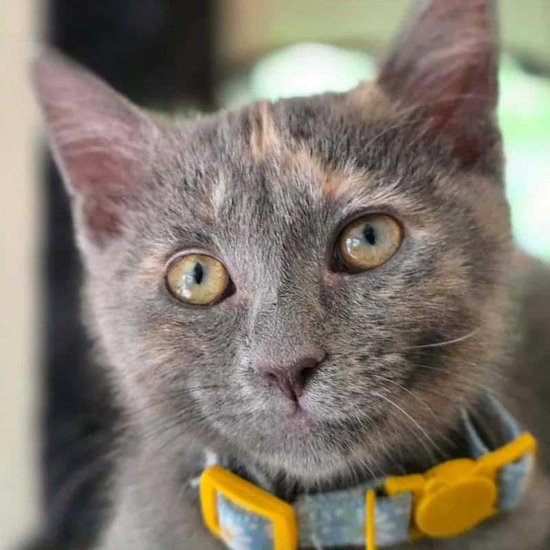 A baby small-sized female Tortoiseshell Domestic Short Hair cat named Slider for adoption in Plainfield, IL