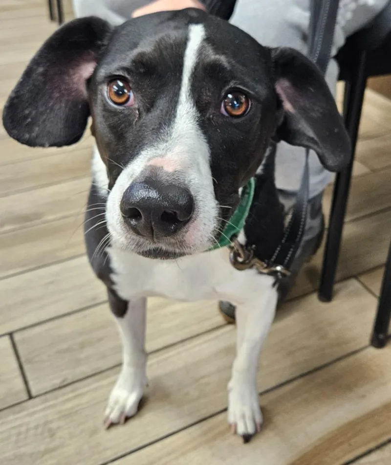A young medium-sized male Beagle dog named Snoopy for adoption in North Syracuse, NY