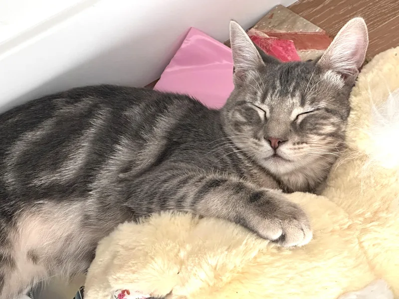 A baby medium-sized female Tabby (Gray / Blue / Silver) Tabby cat named Ashley for adoption in Burbank, CA