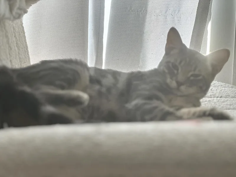 Ashley thumbnail 4
