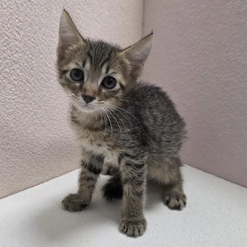 A baby small-sized male Brown / Chocolate Domestic Short Hair cat named Harvest for adoption in Jupiter, FL