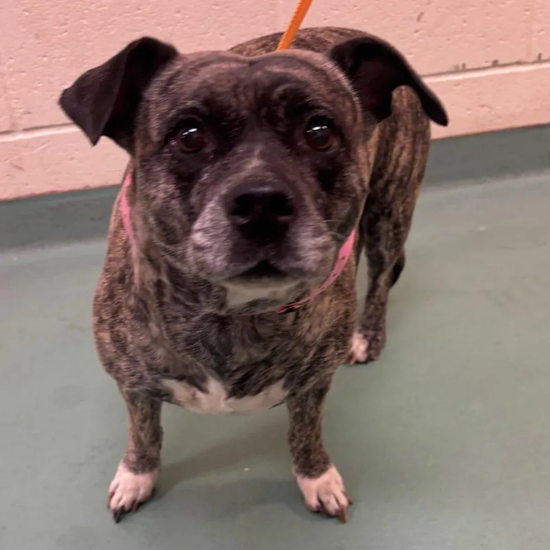 An adult medium-sized female Yellow / Tan / Blond / Fawn Mixed Breed dog named Daisha for adoption in Memphis, TN