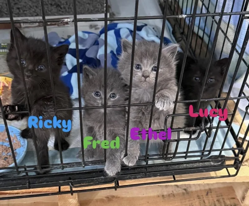 A young medium-sized female Domestic Medium Hair cat named I Love Lucy Litter for adoption in Mechanicsburg, PA