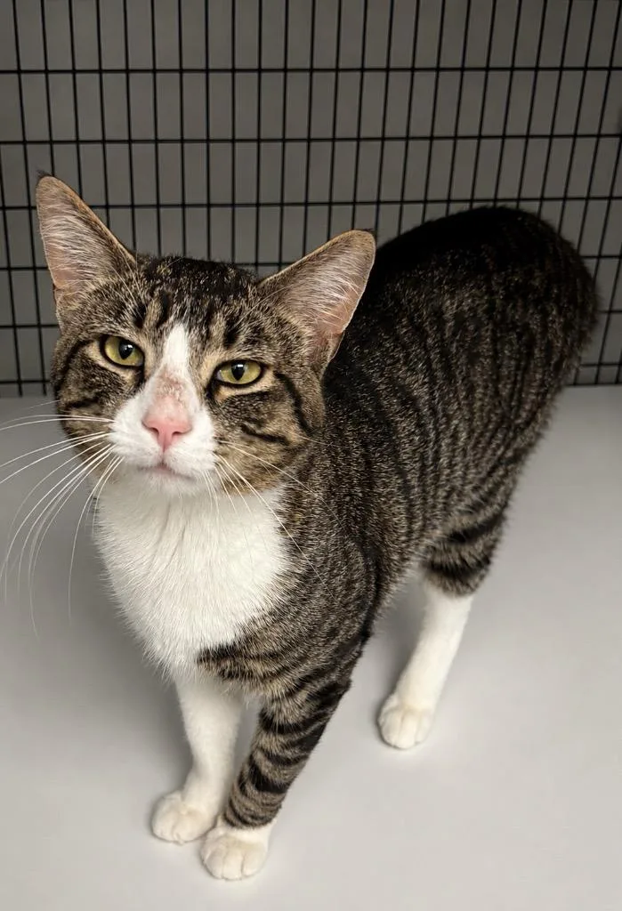 A young medium-sized male Domestic Short Hair cat named Jaspurr for adoption in Ewing, NJ