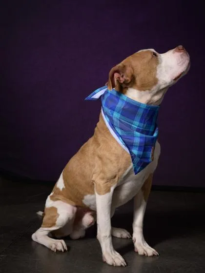 A young medium-sized male Mixed Breed dog named Alex for adoption in Atlanta, GA