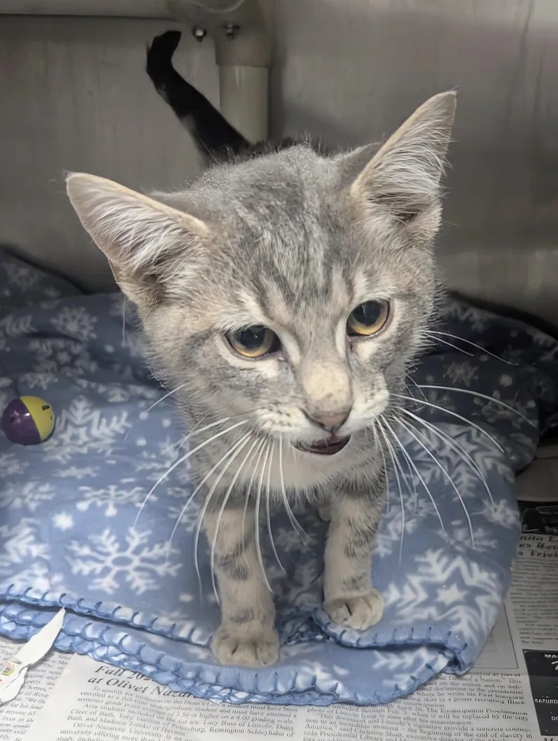 A baby large-sized male Tabby (Gray / Blue / Silver) Domestic Short Hair cat named Wilbur for adoption in Springfield, IL