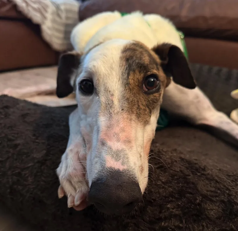 An adult large-sized male Greyhound dog named Hlos Supernova for adoption in Tarpon Springs, FL