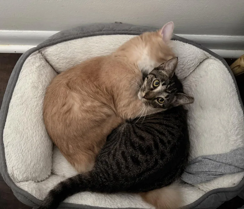 A young medium-sized female Domestic Short Hair cat named Cookie for adoption in Nashville, TN