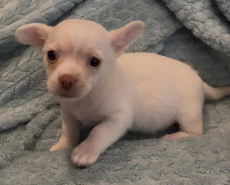 A baby medium-sized female Chihuahua dog named Wren for adoption in Montgomery, TX