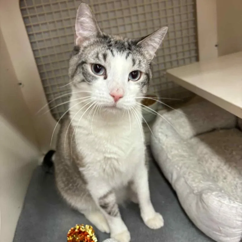 An adult small-sized male Brown / Chocolate Siamese cat named Casper for adoption in Inwood, WV