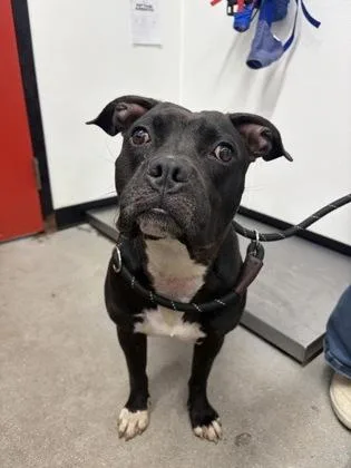 An adult large-sized female Mixed Breed dog named Trixie for adoption in West Chester, PA