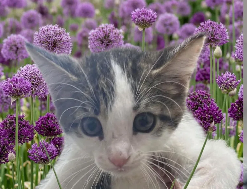 A baby small-sized male Domestic Short Hair cat named Allium for adoption in Lavonia, GA