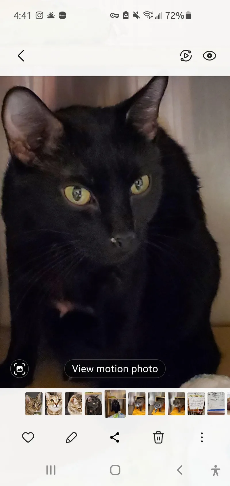 An adult small-sized female Black Domestic Short Hair cat named Venus for adoption in Muncie, IN