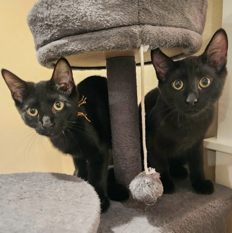 A baby medium-sized male Black Domestic Short Hair cat named Seth for adoption in Wilsonville, OR