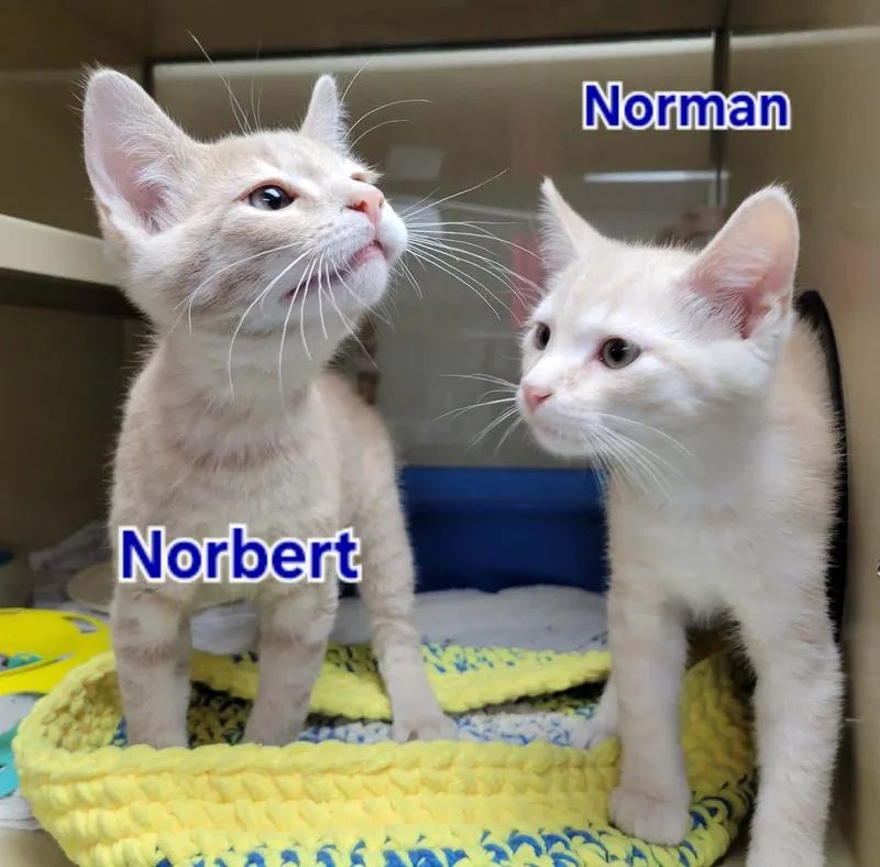 A baby medium-sized male Domestic Short Hair cat named Norbert and Norman for adoption in Portage, WI