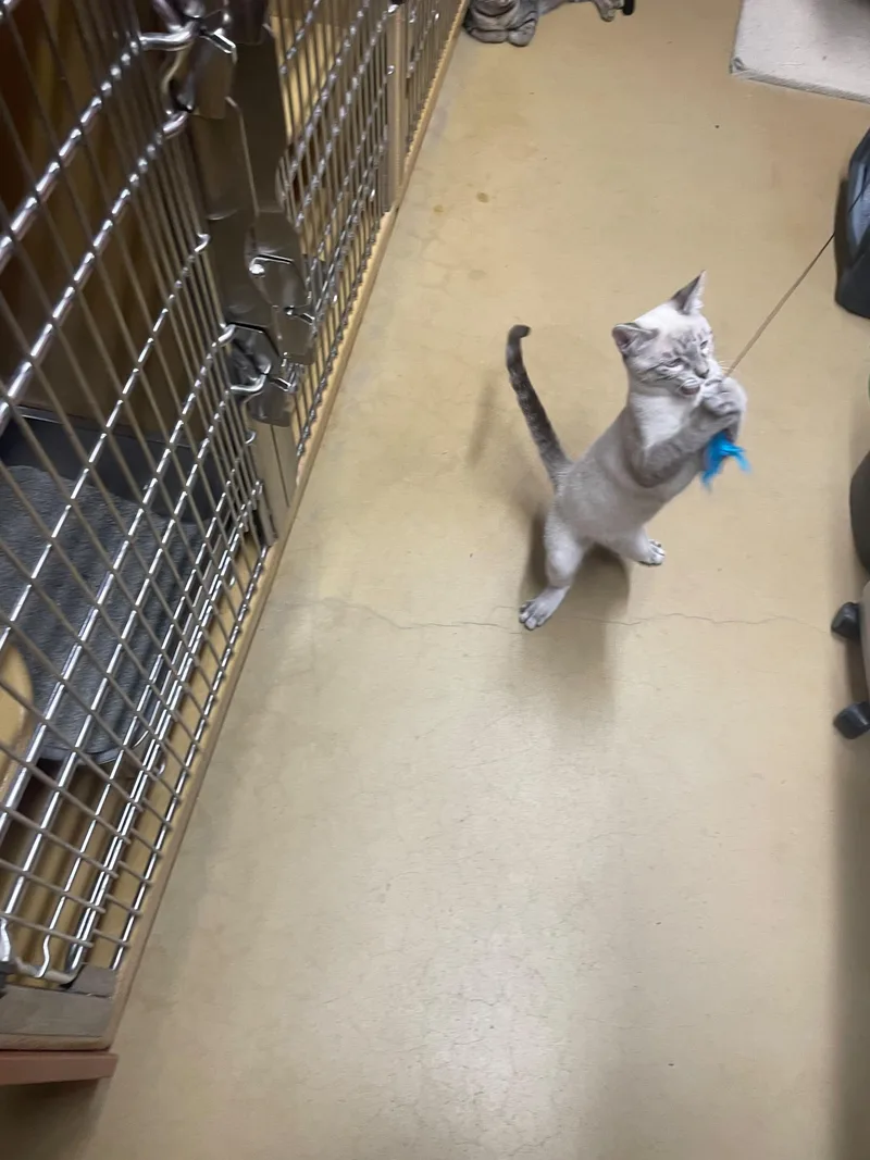 A baby medium-sized male Siamese cat named Satin for adoption in Santa Ana, CA